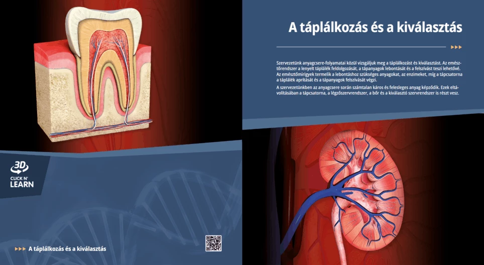 Die Verdauung und die Ausscheidung