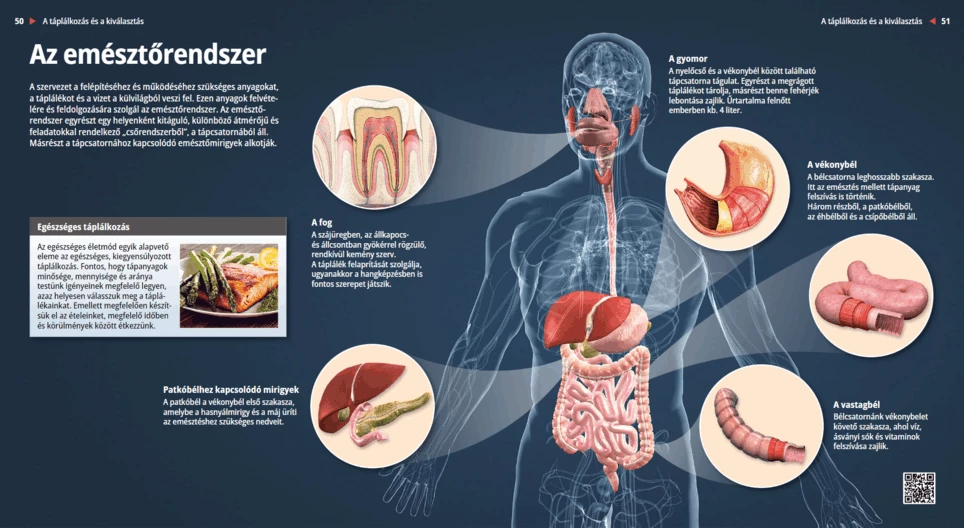 Das Verdauungssystem