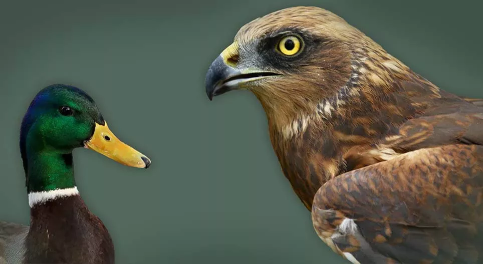 Wasservögel und Küstenvögel