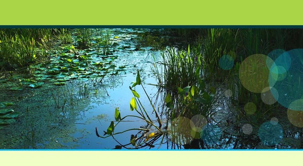 Wasserpflanzen