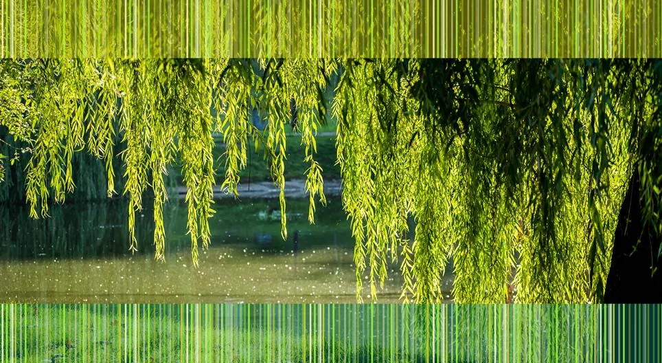 Ufervegetation