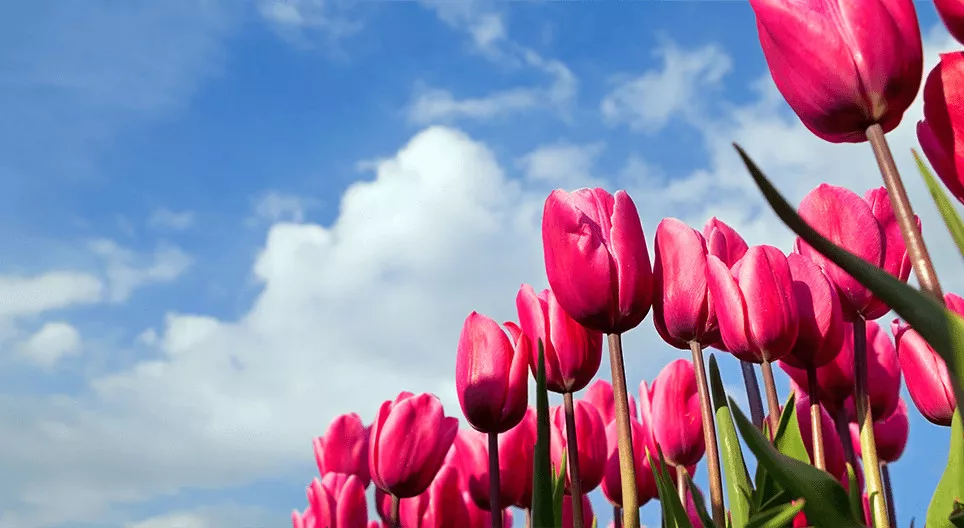 Wart ihr schon mal in einem Tulpenfeld?