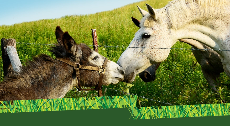 Esel oder Pferd?