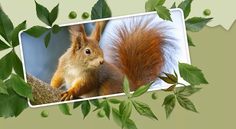 Waldtiere