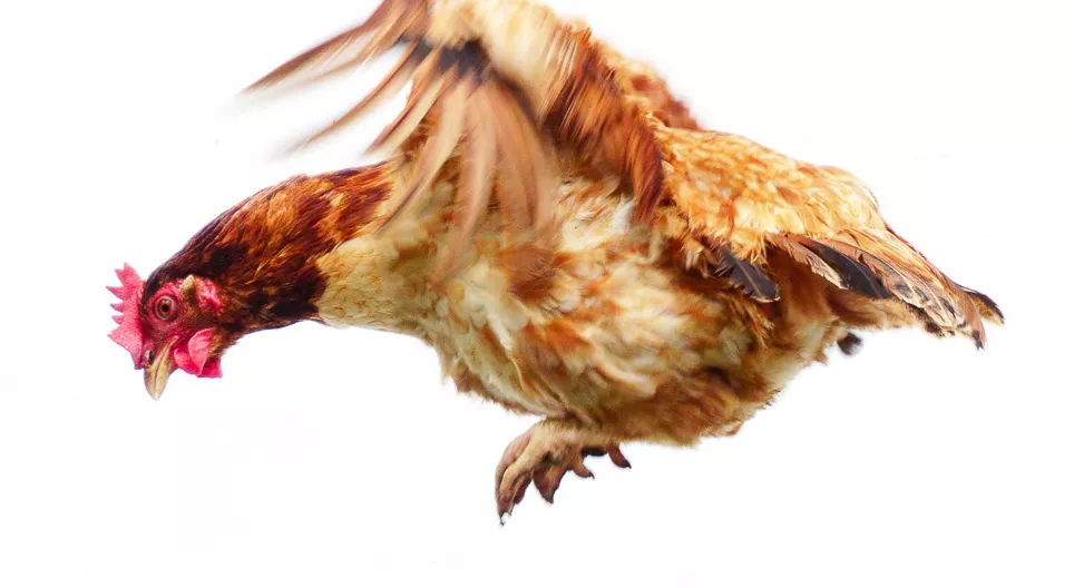 Können Haushühner fliegen?