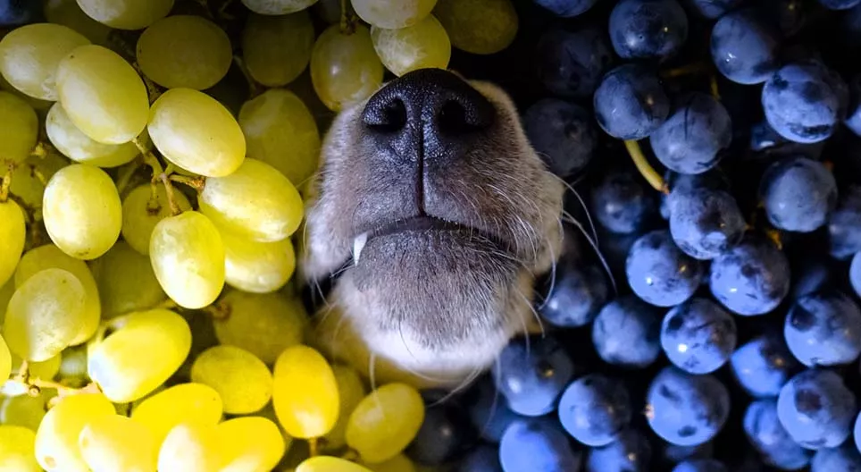 Sind Trauben gesund?