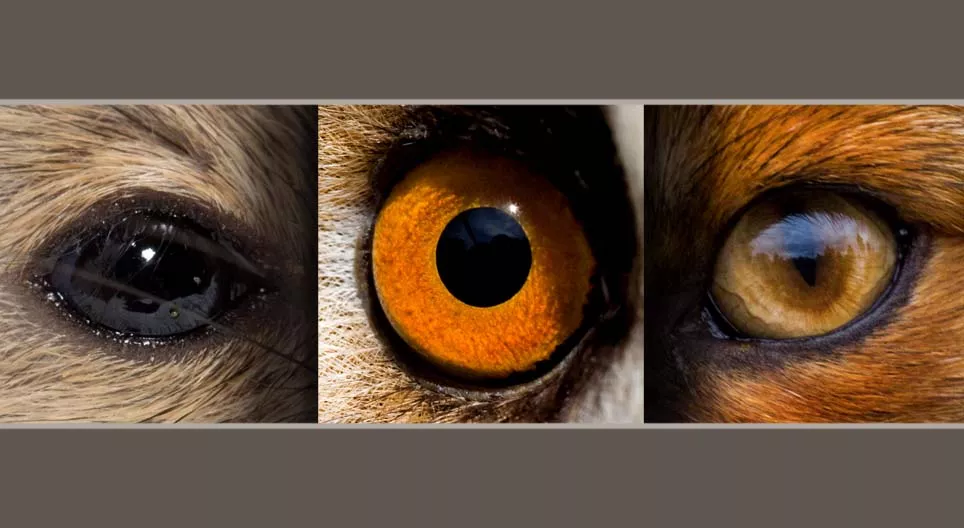 Nagetiere und Raubtiere