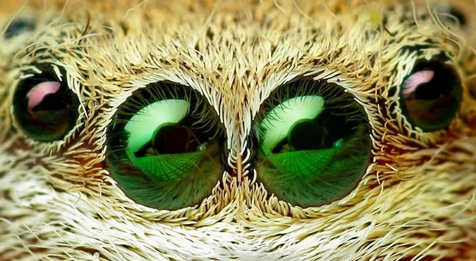 Was versteckt sich in den Sträuchern?