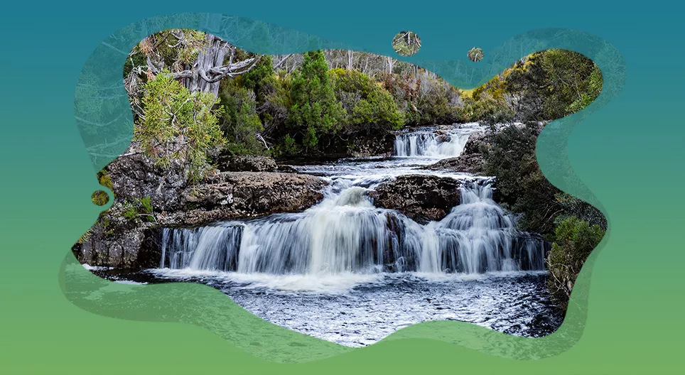 Aquatische Mikroorganismen