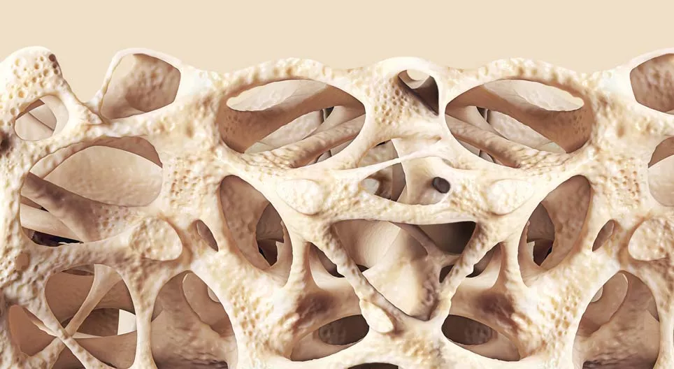 Binde- und Stützgewebe