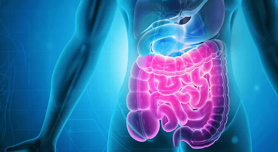 Das Verdauungssystem II. - Der Dünndarm und der Dickdarm