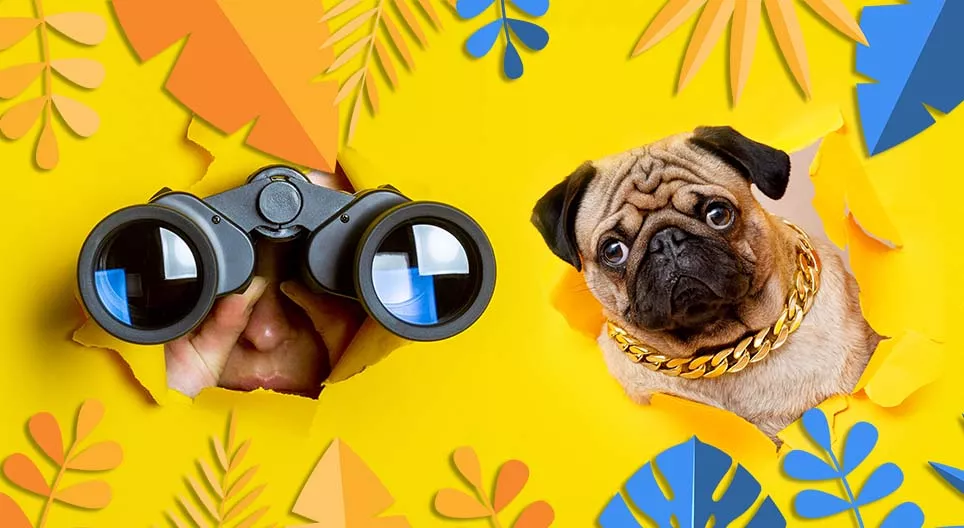 Siehst du was ich sehe?