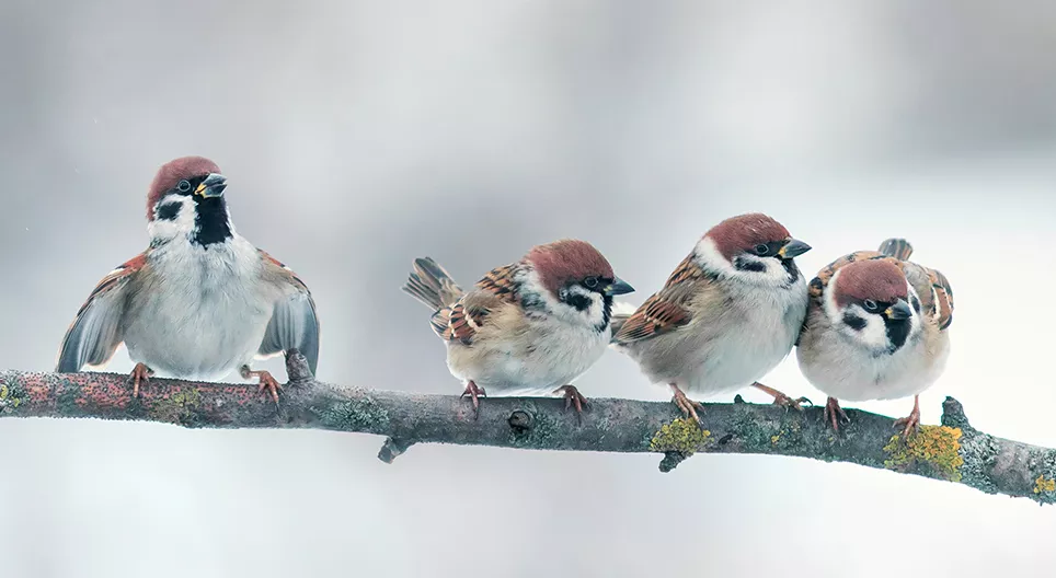 Wie fliegen Vögel? (Teil 2)