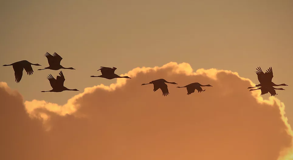 Wie fliegen Vögel? (Teil 3)