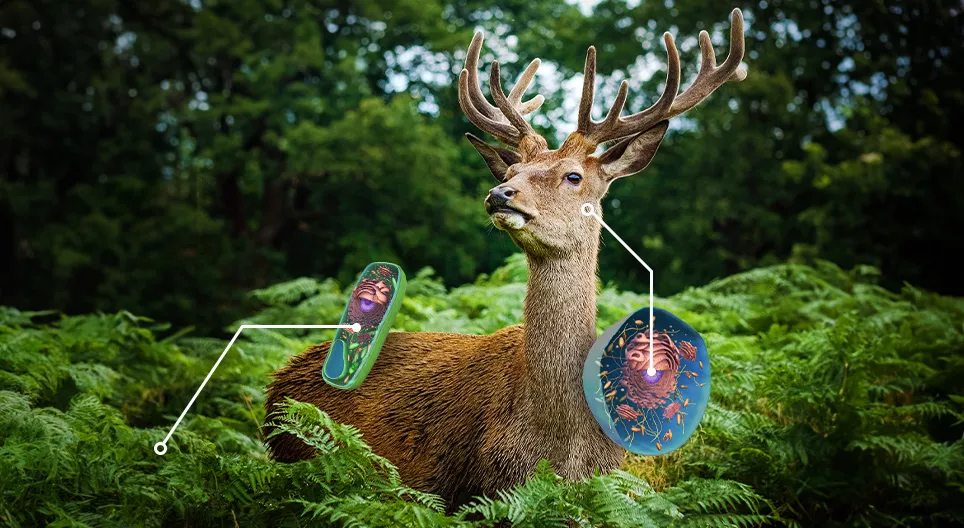 Vergleich der Zellen von Pflanzen und Tieren