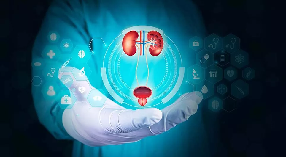 Das menschliche Harnsystem