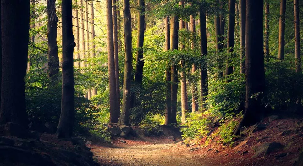 Sind alle Wälder gleich?