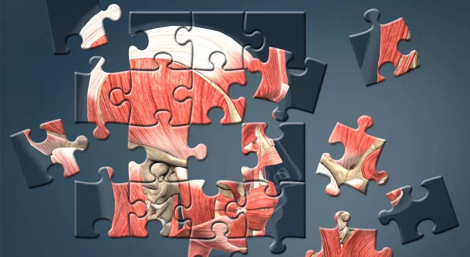 Wie ist der Mensch aufgebaut?