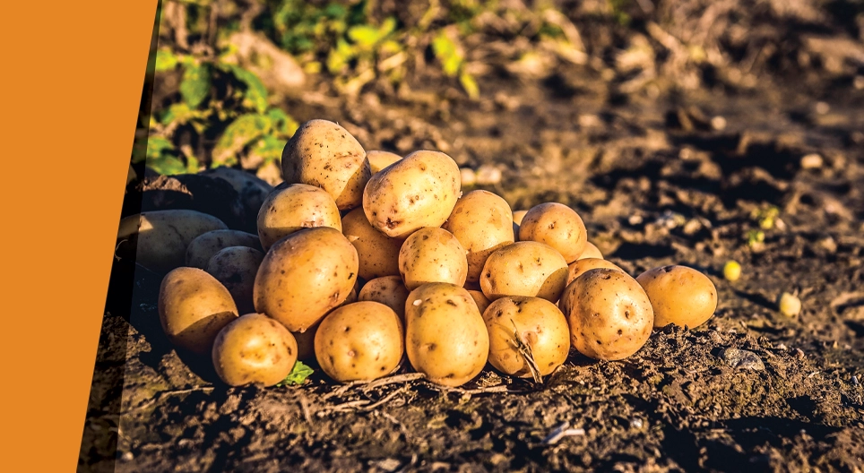 Kartoffeloase