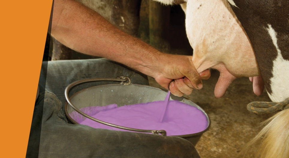 Lila Milch