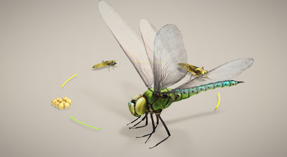 Die Vermehrung und Entwicklung von Insekten