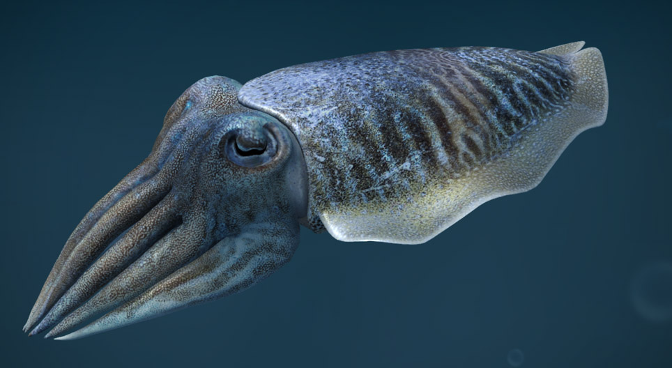 Der Gewöhnliche Tintenfisch