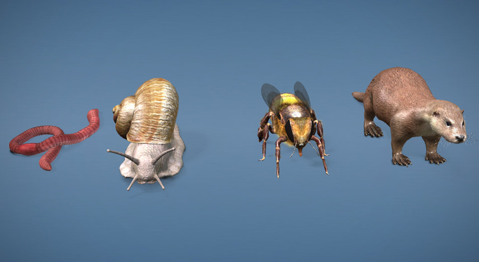 Die Vielfalt der Sehorgane