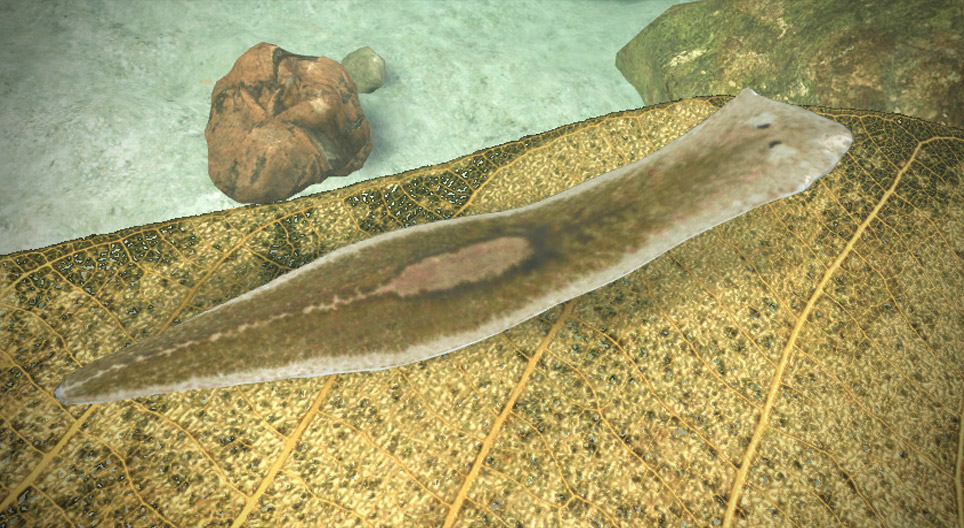 Die Europäische Bachplanarie