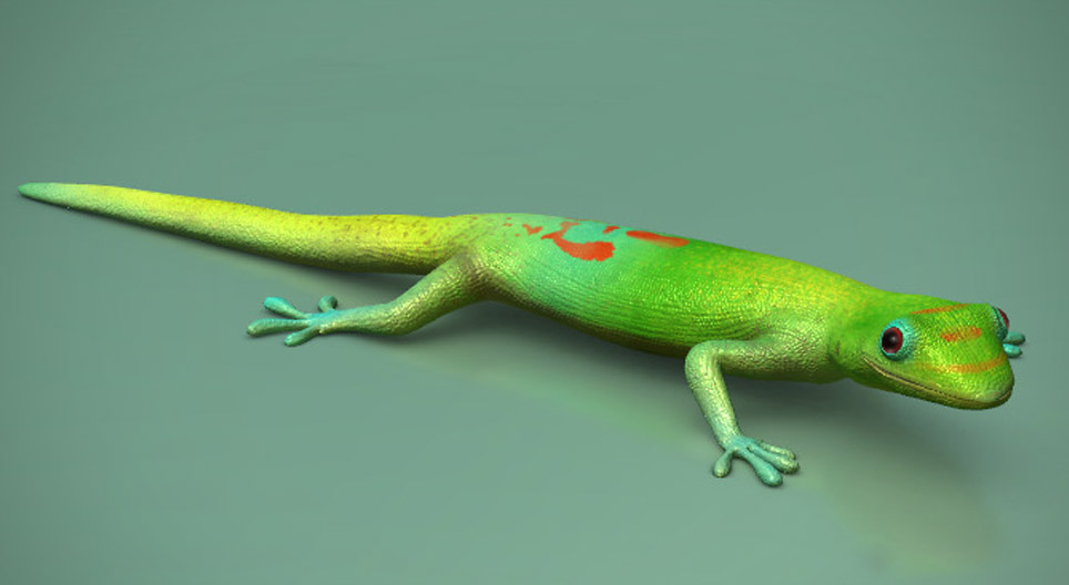 Warum kleben Geckos an glatten Oberflächen?