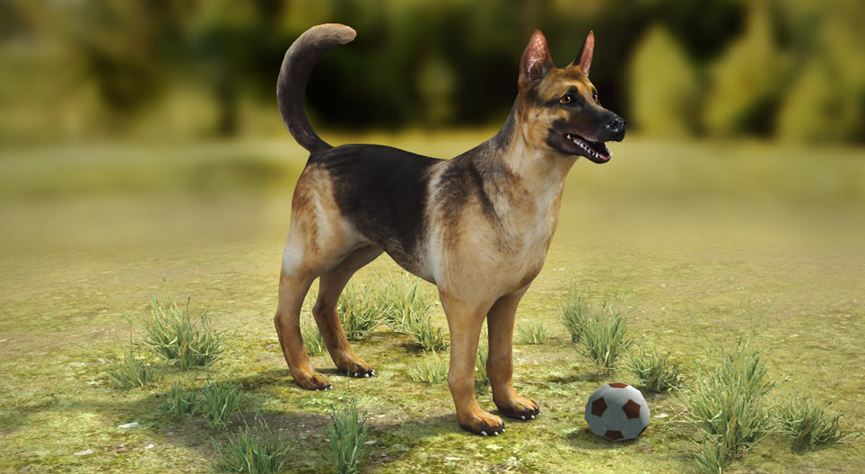 Der Haushund