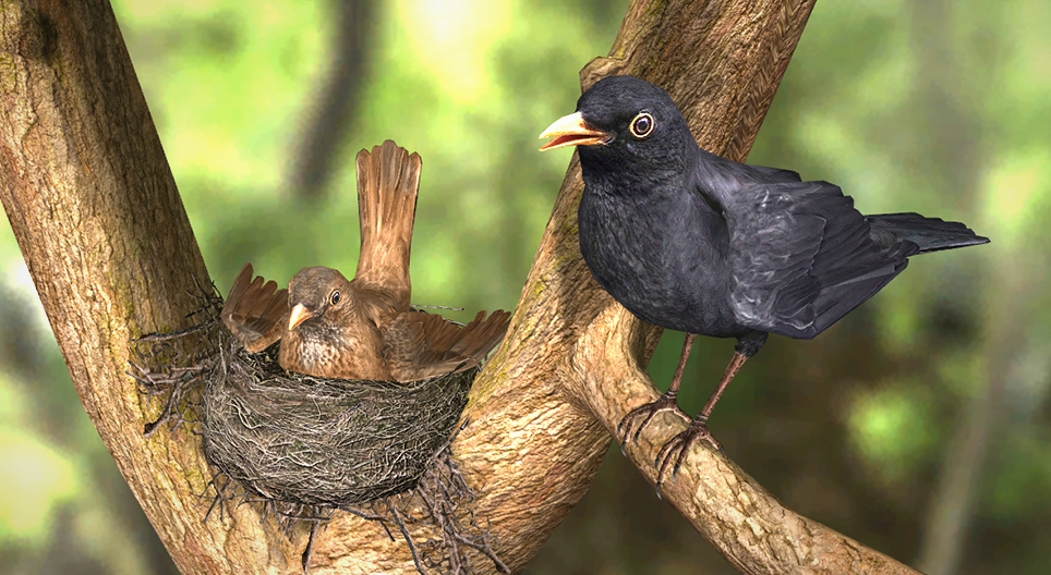 Die Amsel