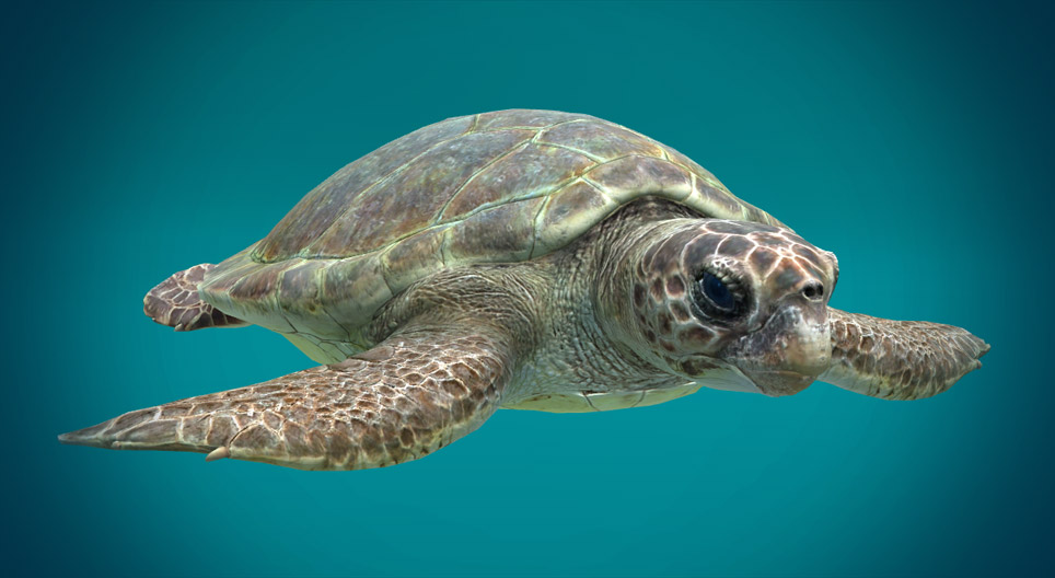 Die Unechte Karettschildkröte