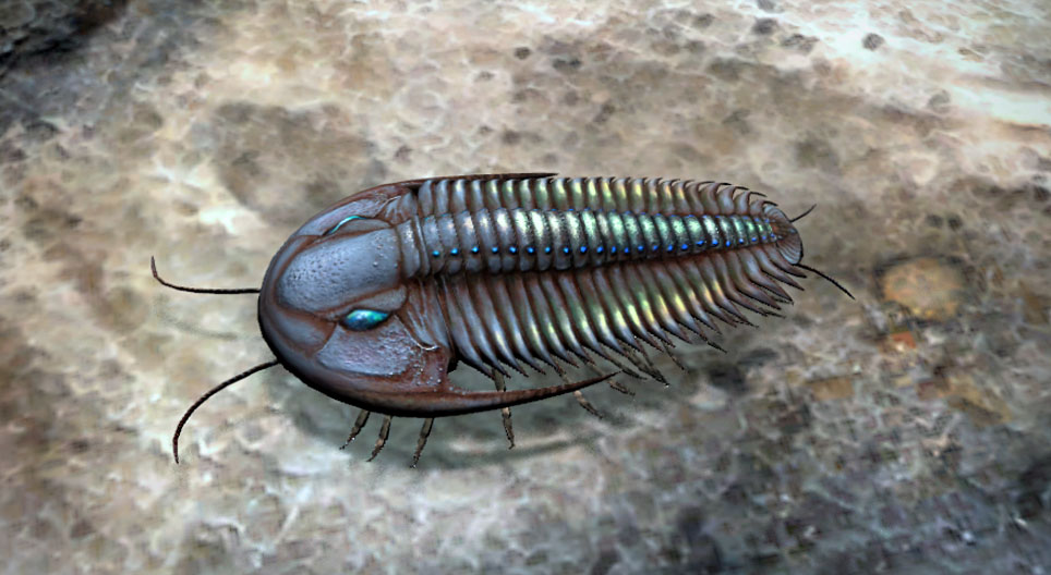 Die Trilobiten, Dreilapper