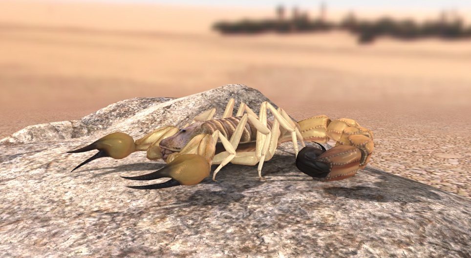 Der Dickschwanzskorpion