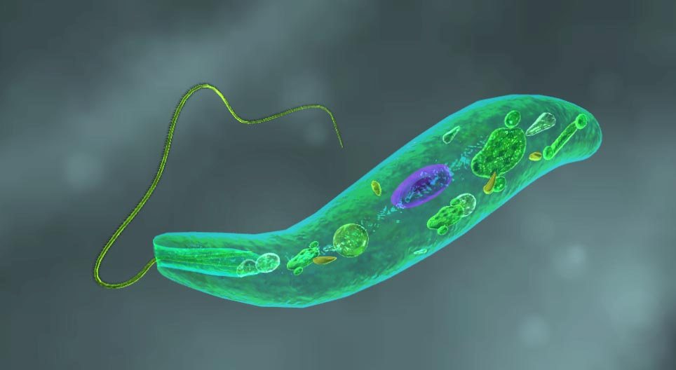 Das Augentierchen (Euglena viridis)