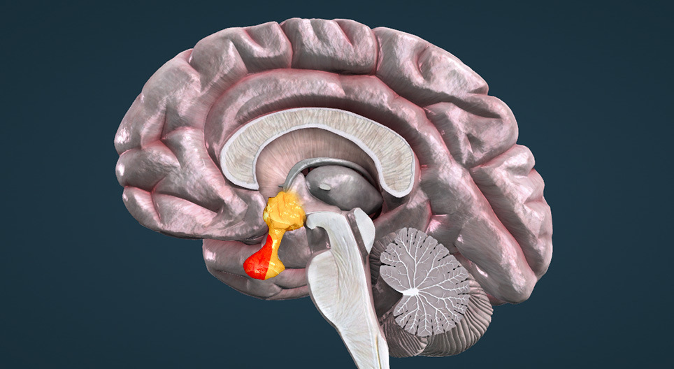 Das Hypothalamus-Hypophysen-System