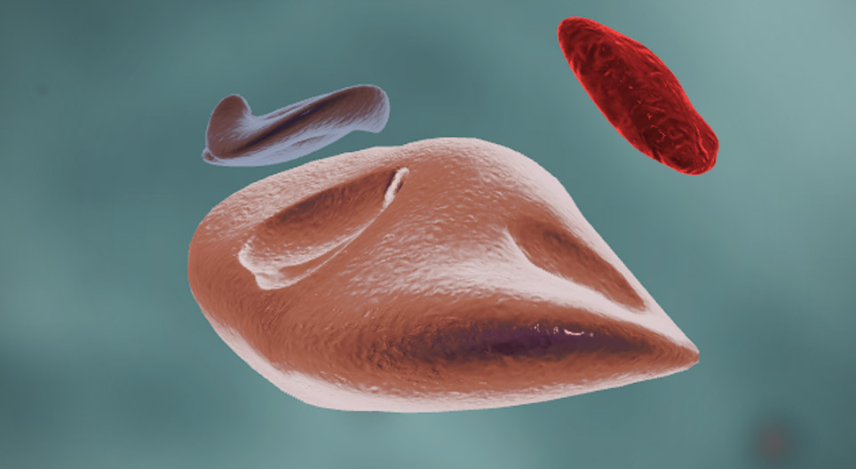 Die Funktionsweise der Enzyme