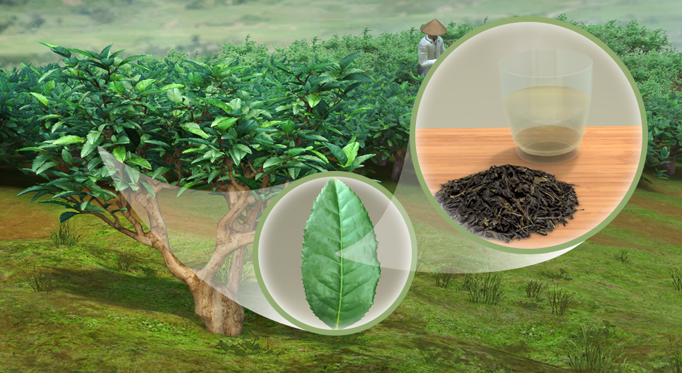 Die Teepflanze (Camellia sinensis)
