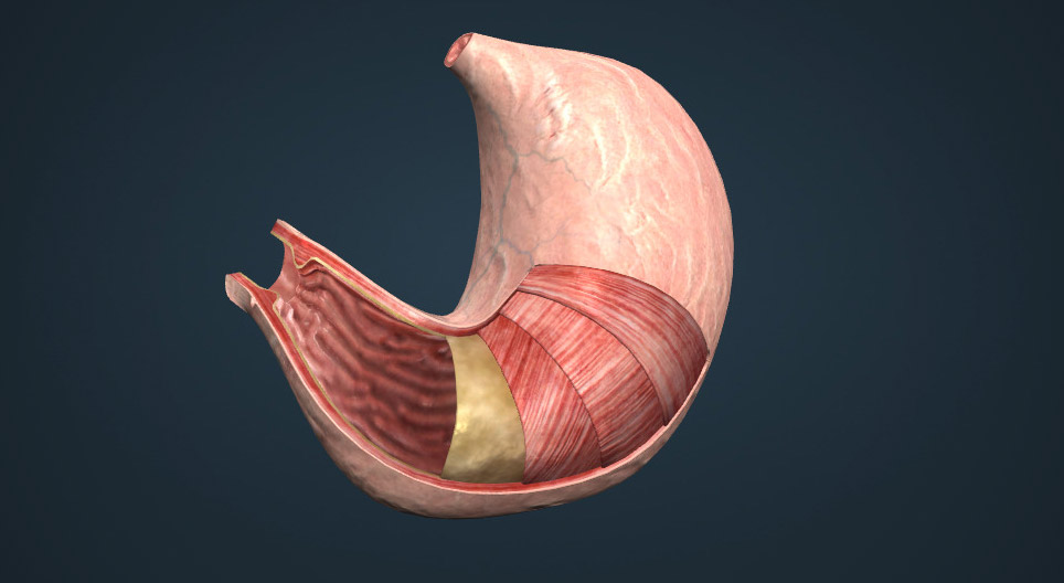 The stomach