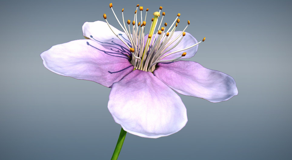 Die Blüte