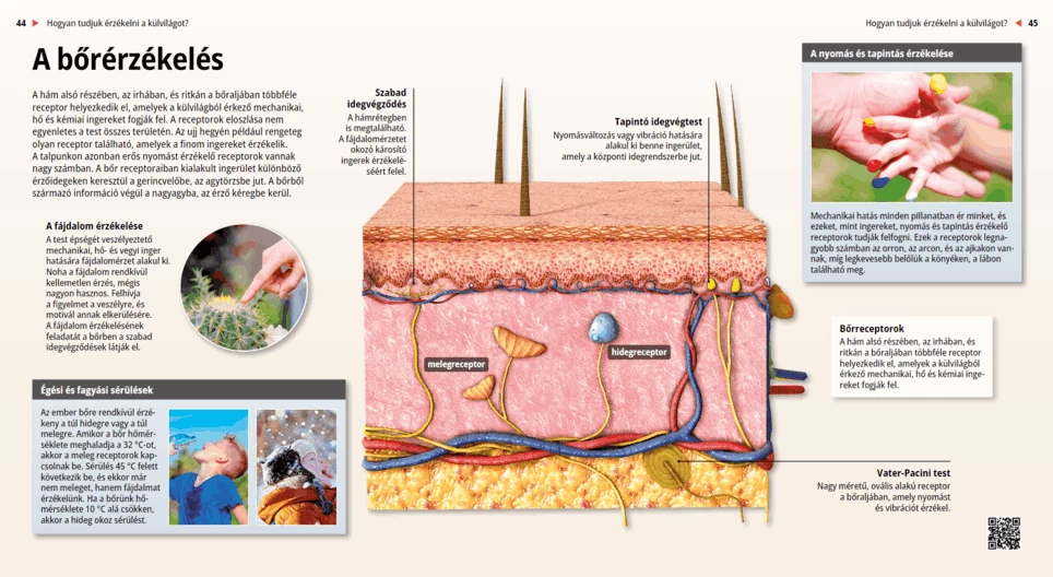 Cutaneous Senses