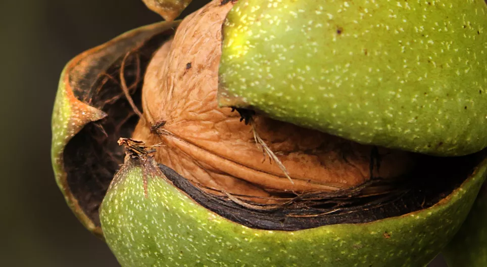 Plant a walnut tree for your grandchildren