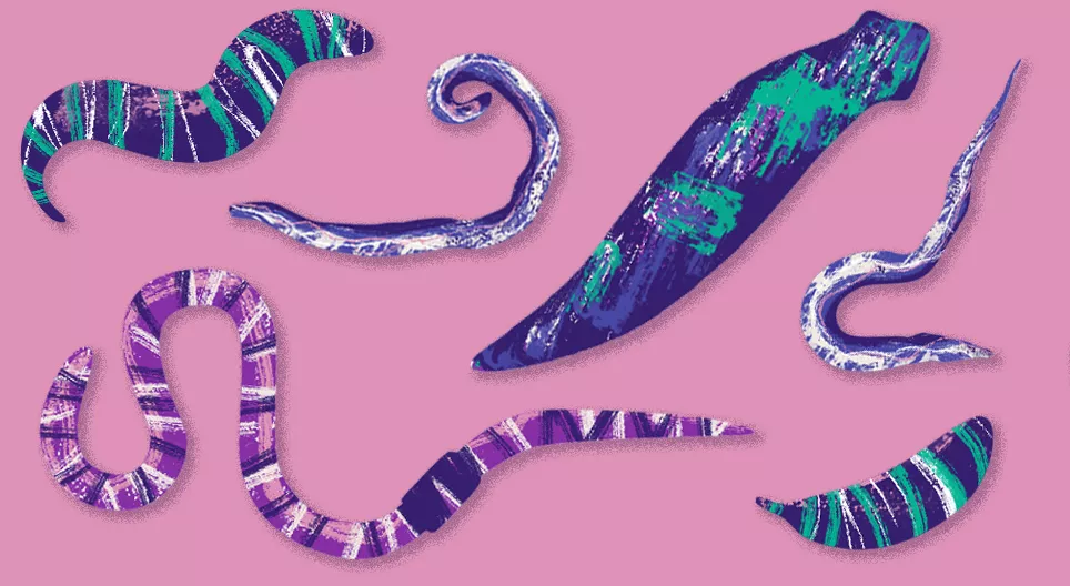 Invisible animals: worms