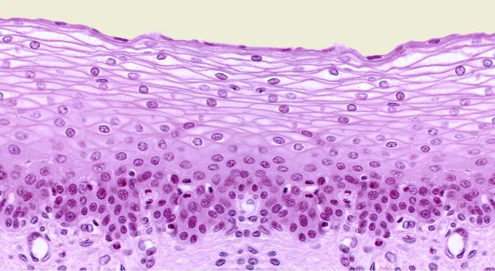 Epithelial tissues