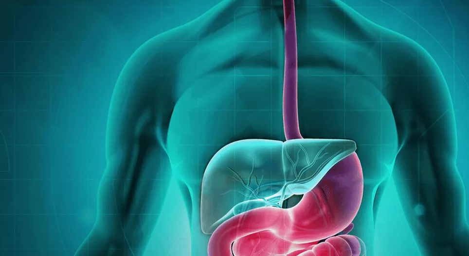 The digestive system Part 1 - From the oral cavity to the stomach