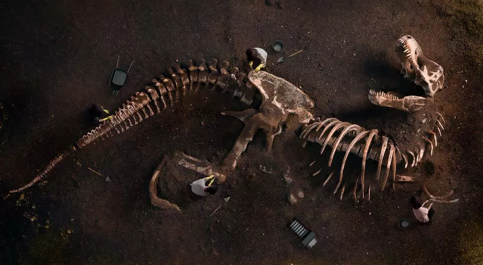 What do fossils tell us?