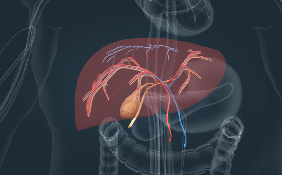 The Liver Anatomy Poster Explains The Functions Of The Digestive