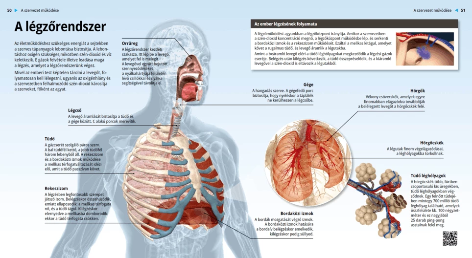 El sistema respiratorio