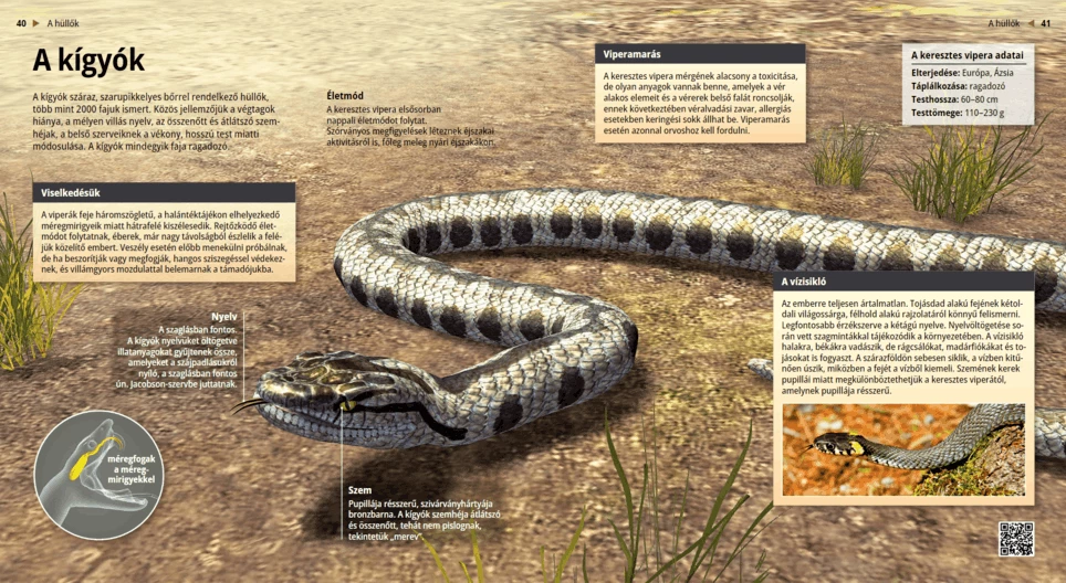 Las serpientes, reptiles ondulantes