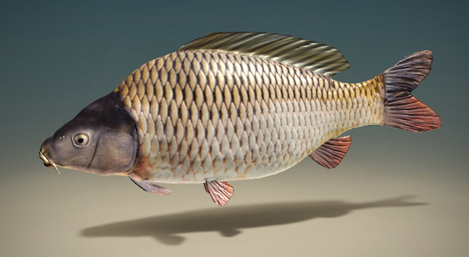 Carpa común
